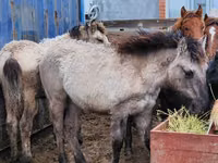 Horse (M), Horses — photo 1
