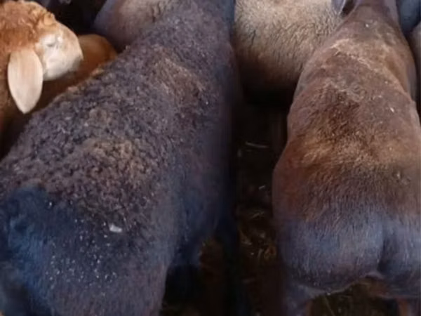 Ram, Sheep — Kazakhstan