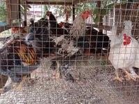 ব্রাহ্মা — ছবি 8