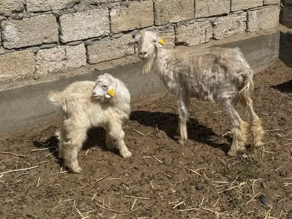 Billy Goat, Goats