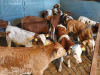 Ցուլ, Simmental cattle — լուսանկար 2