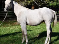 Horse (M), Quarter Horse — photo 1