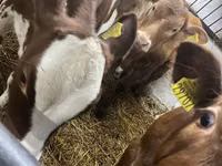 Mucca, Bovini — foto 2