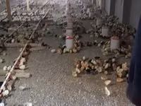 Chickens — photo 2