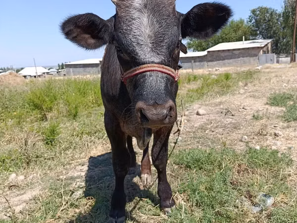 Bull, Cattle — Kyrgyzstan