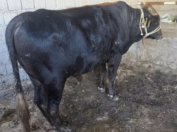 Bull, Cattle — Uzbekistan
