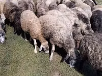 Schaap, Schapen — foto 3