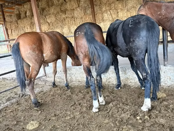 Koń, Horse breed