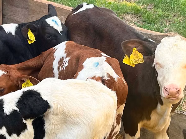 Skot (série, pohlaví neuvedeno), Simmental cattle