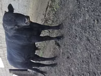 公牛, Cattle — 照片 4