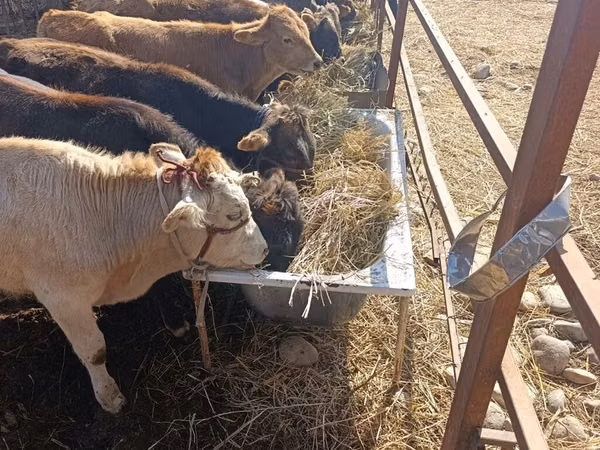 Bull, Alatau breed