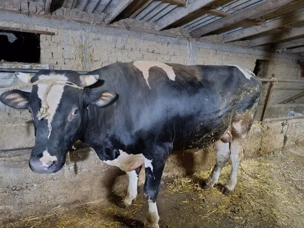 Bull, Russian Black pied cattle — Kyrgyzstan