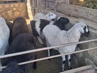 公羊, Sheep — 照片 2