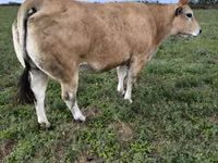 گاو نر, Partenaise cattle — عکس 4