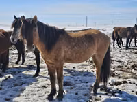 Hing, Mugalzhar horse — 2. fotó