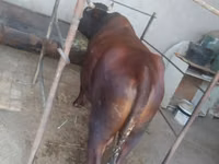 सांड, मवेशी — फ़ोटो 4