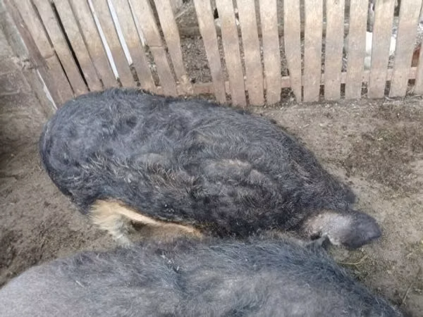 Boar,  — Hungary
