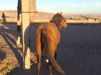 Horse (M), Horses — photo 2