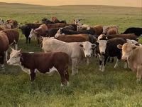 Bull, Auliekol breed — photo 2