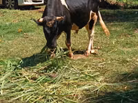 公牛, Cattle — 照片 5