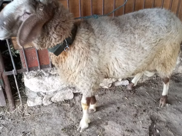 Ram, Sheep — Moldova