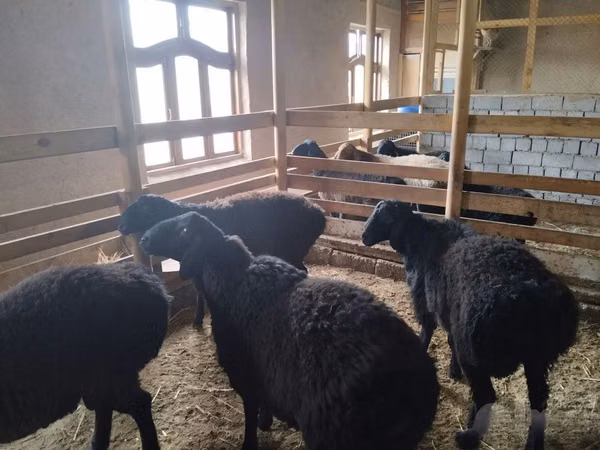 Widder, Schafe — Usbekistan