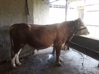 सांड, Simmental cattle — फ़ोटो 1