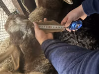 Ovce, Arashan sheep — foto 3