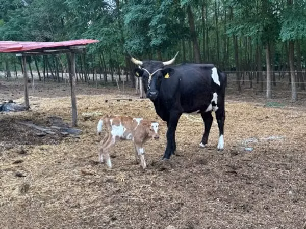 วัวตัวเมีย, พันธุ์สีเทาแห่งฮังการี