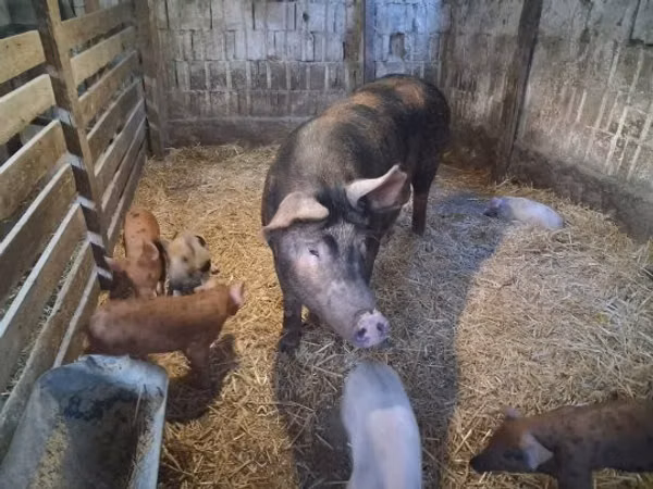 Porca, Porcos