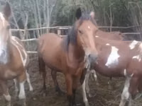 Kůň, Horse breed — foto 1