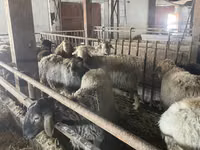 公羊, Sheep — 照片 1