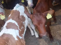 Sığır (parti, cinsiyet belirtilmedi), Simmental cattle — foto 3
