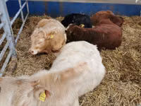 Byk, Simmental cattle — zdjęcie 2