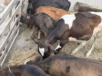 Banteng, Russian Black pied cattle — foto 1