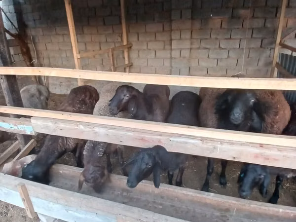 Ram, Sheep — Uzbekistan