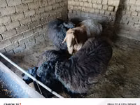 Ram, Sheep — photo 2