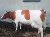 Cow, Simmental cattle — photo 2