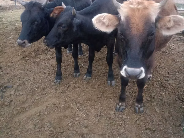 Cow, Cattle — Kyrgyzstan