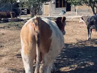 सांड, Simmental cattle — फ़ोटो 4