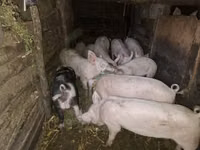 Babi hutan, Pigs — foto 2