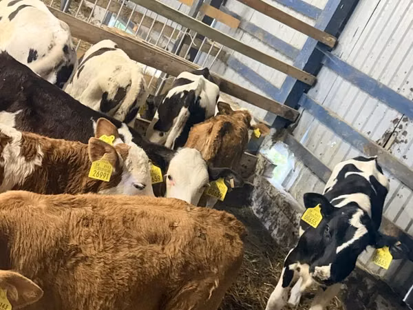 Bovini (lotto, sesso non specificato), Simmental cattle
