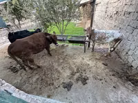 Mucca, Bovini — foto 6
