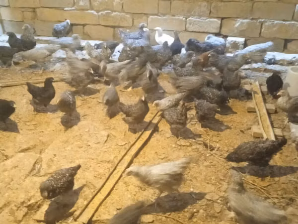 Chickens — Aserbaidschan