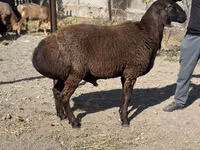 公羊, Sheep — 照片 1
