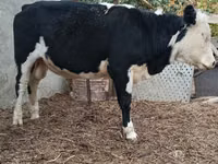 Toro, Mucca kazaka a testa bianca — foto 7