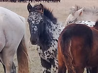 Hengst, Kazakh horse — Foto 4