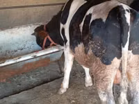 سانڈ, Russian Black pied cattle — تصویر 1