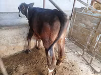 Bull, Swiss cattle — photo 5