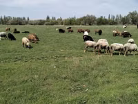 Koç, Koyunlar — foto 1